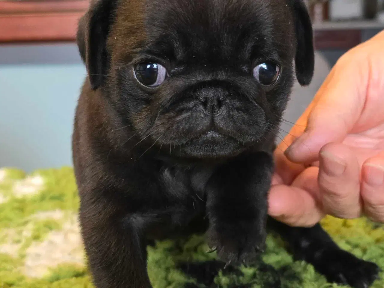 Billede 5 - Mops