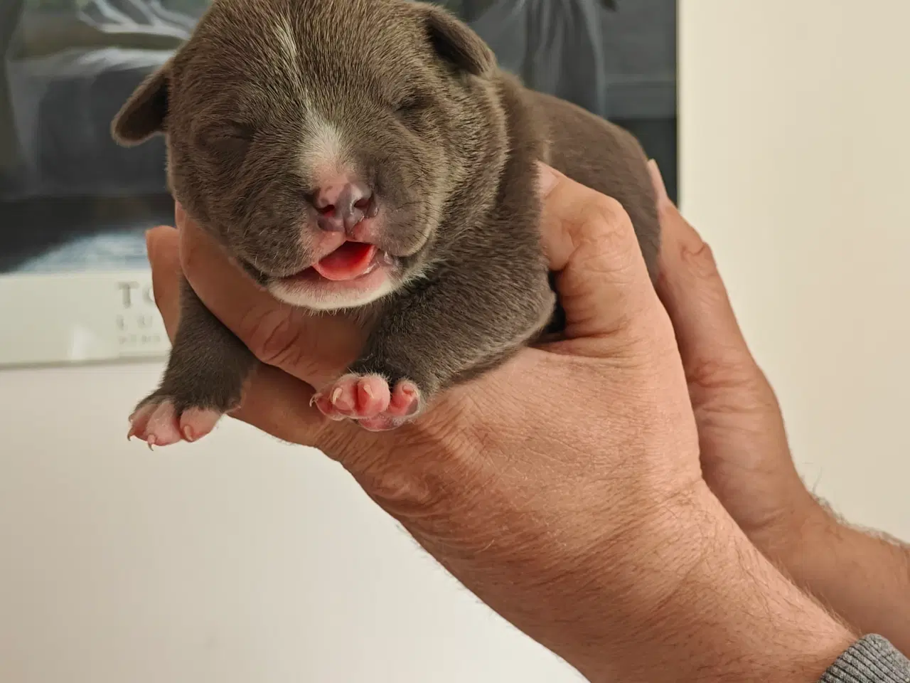 Billede 8 - American Bully hvalpe. 