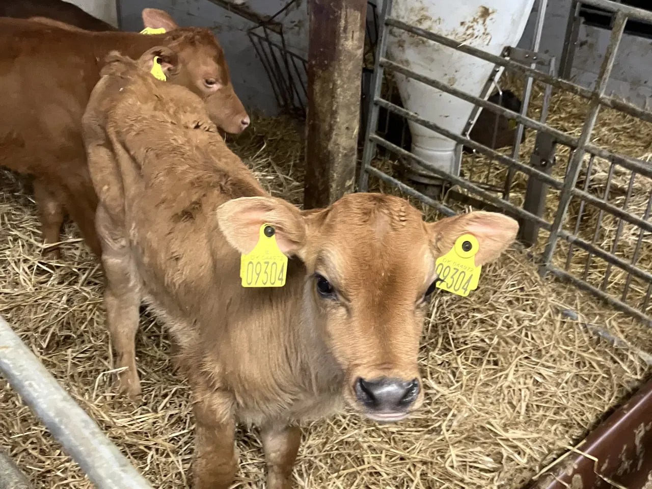 Billede 1 - Jersey tyrekalv 