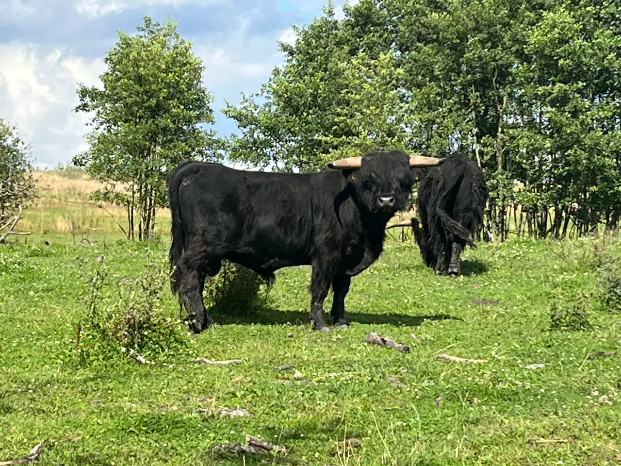 Billede 4 - Skotsk Højlandskvæg (ØKOLOGISK!), flere dyr haves