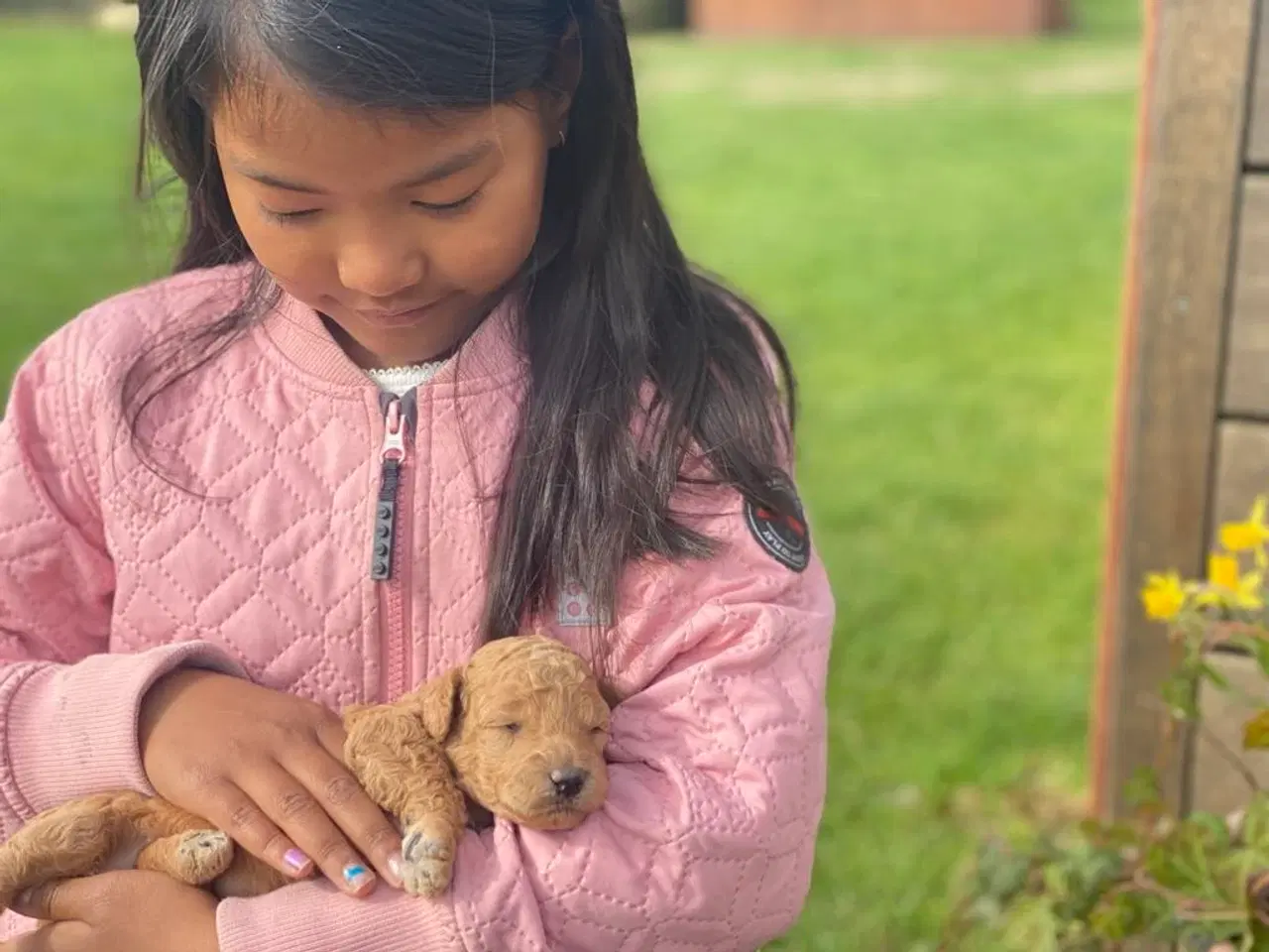 Billede 12 -  Smukke Goldendoodle mellem doodle hvalpe