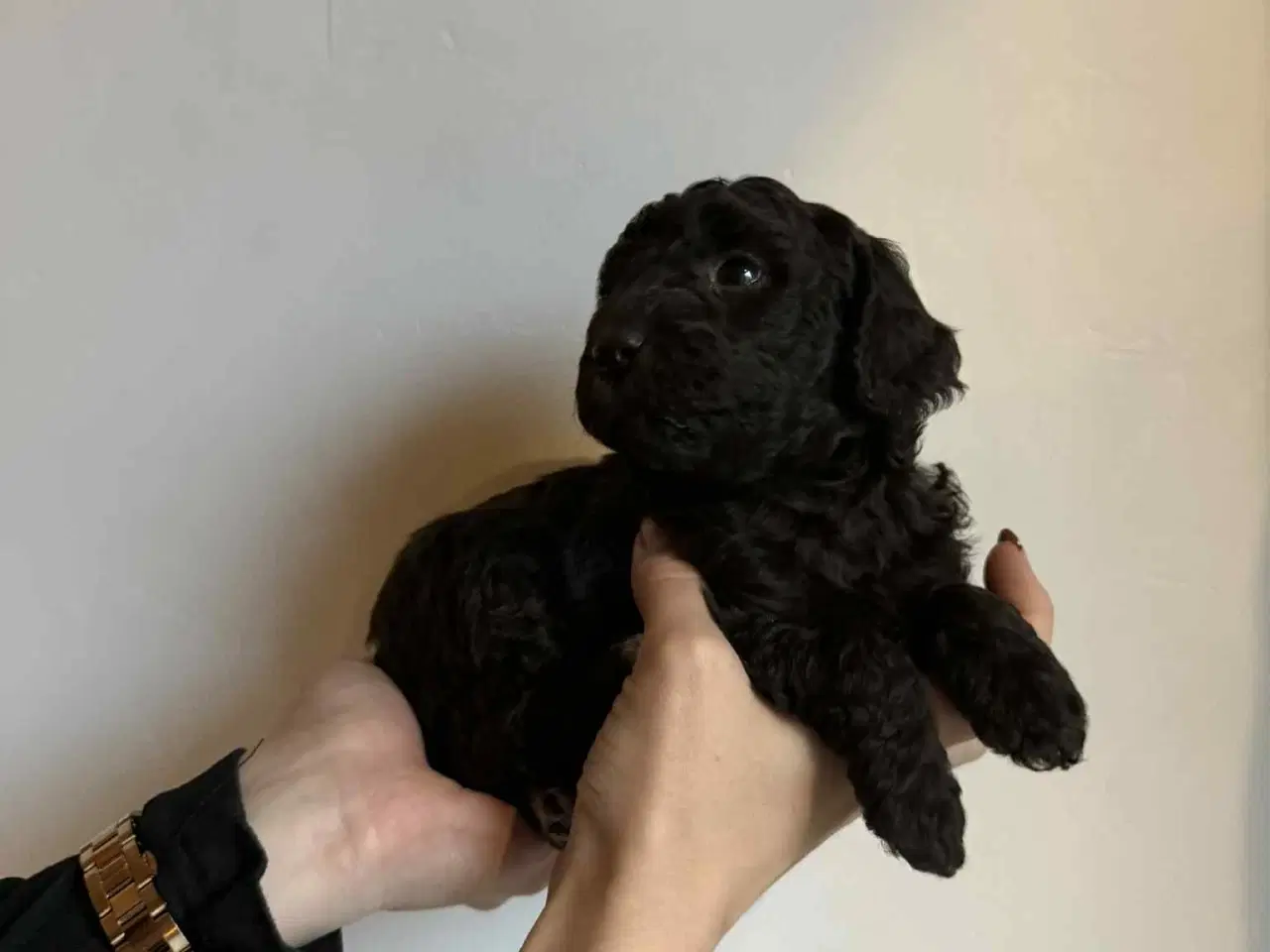 Billede 5 - Mellem puddel hvalpe