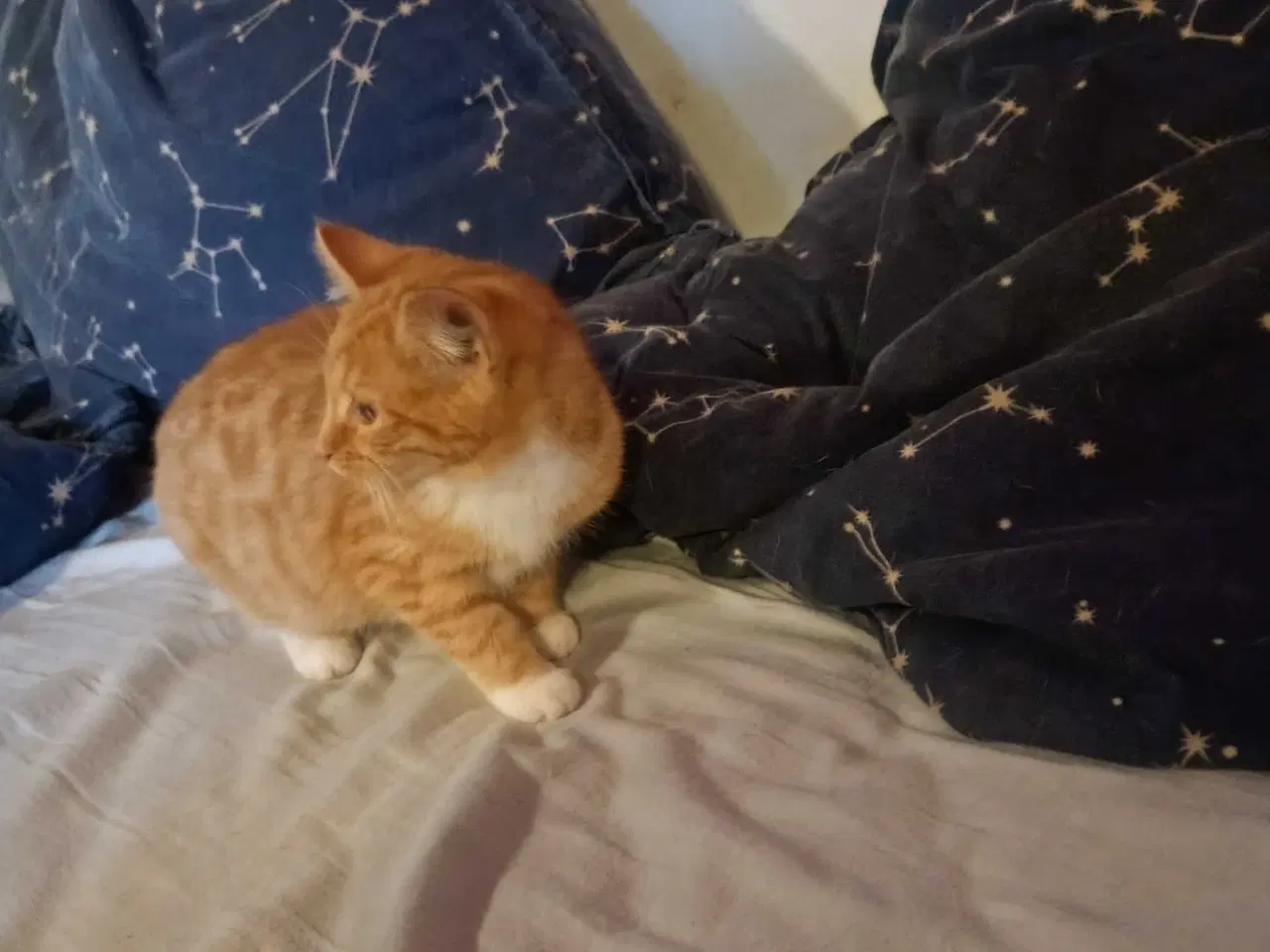 Billede 3 - Rød hun killing