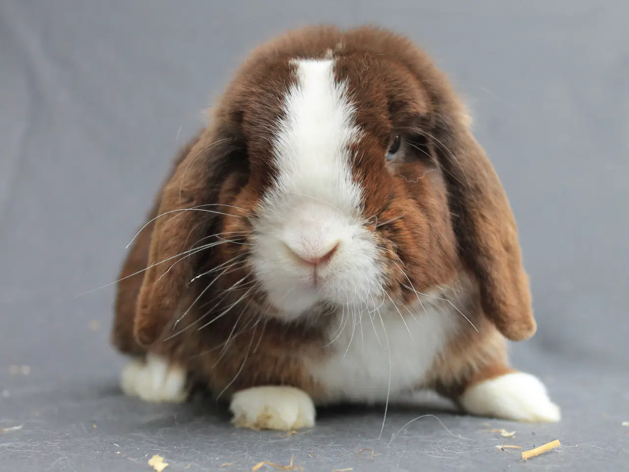 Billede 2 - Mini lop han