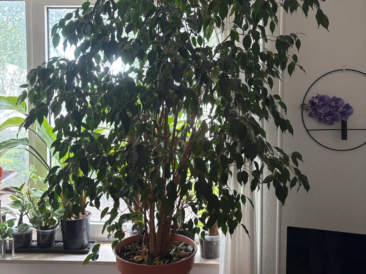 Billede 2 - Stuebirk - Ficus Benjamina