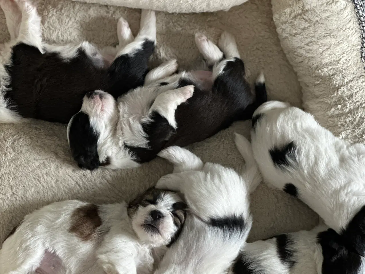 Billede 5 - Jack Russel-Bichon Havanais hvalpe