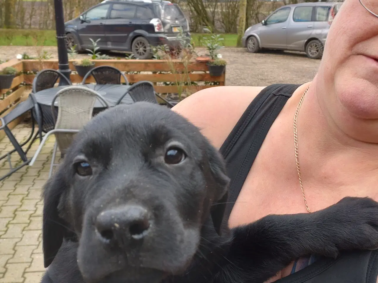 Billede 2 - Labrador hvalpe 