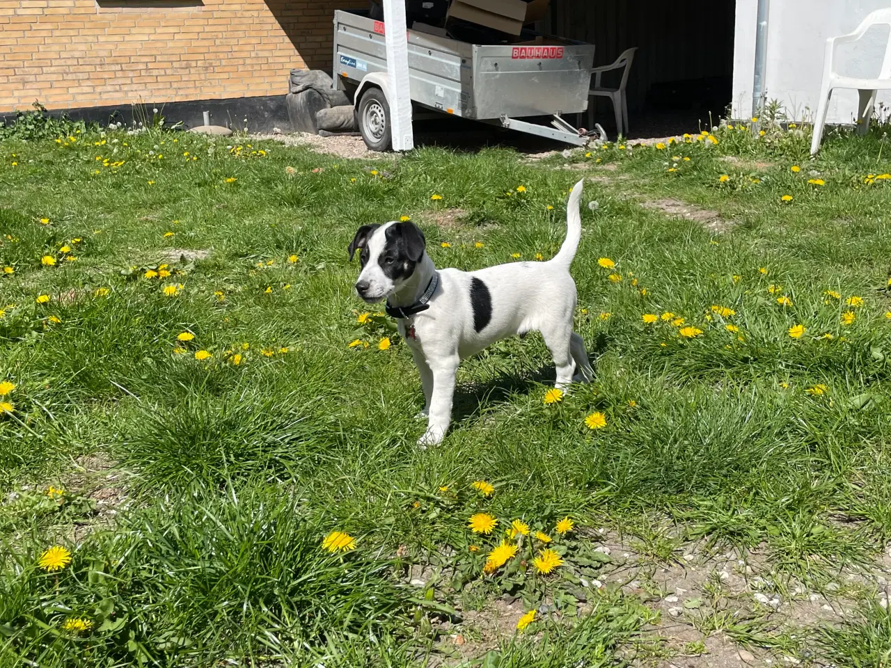 Billede 5 - Dansksvensk gordhund hvalp 