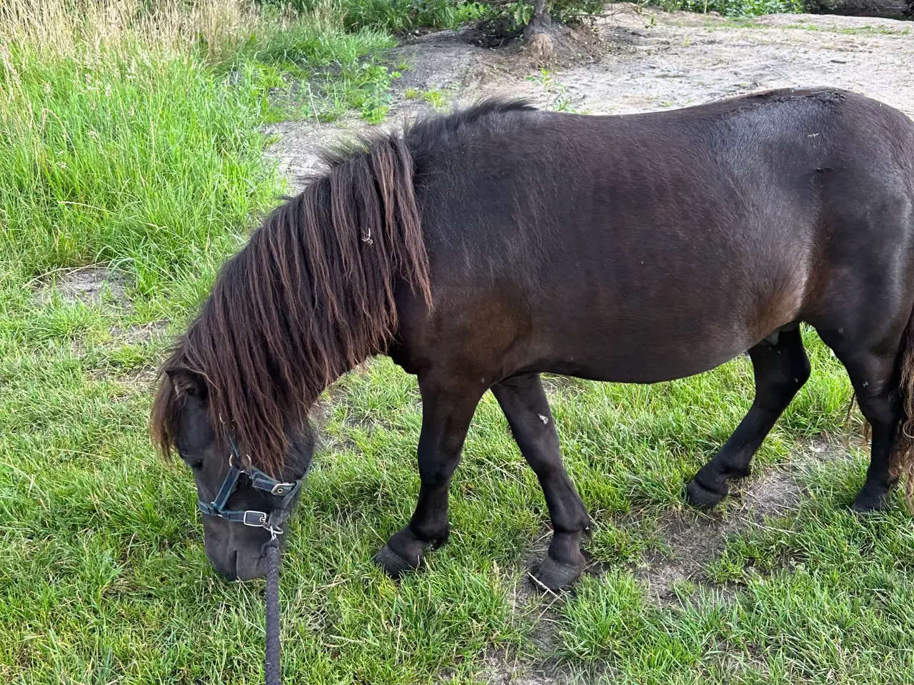 Billede 2 - Sort shetlænder hingst