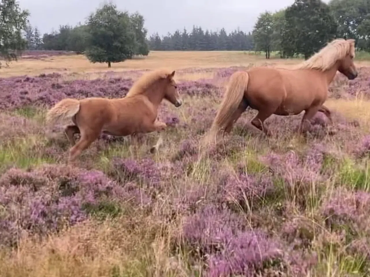 Billede 6 - 2 års islænder hoppe