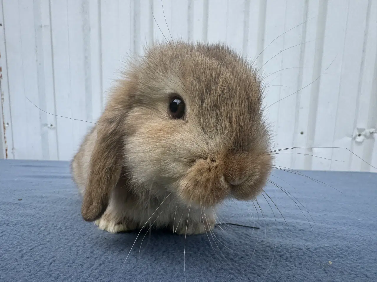 Billede 3 - Mini lop hankanin
