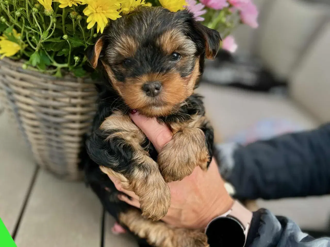 Billede 8 - 🐶💙💙💙💙❤️🐶 01.09.2025