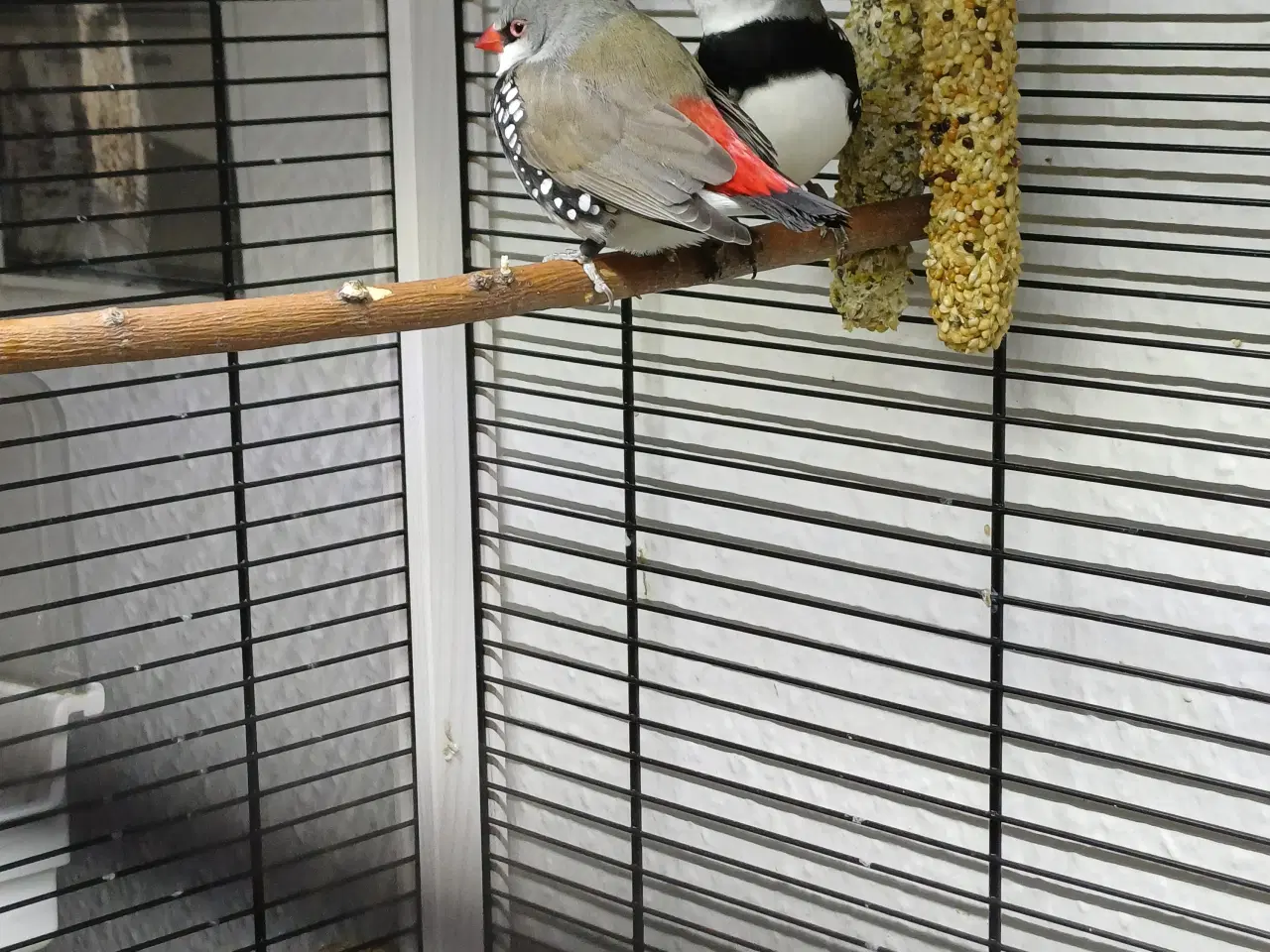 Billede 3 - Diamant finker 