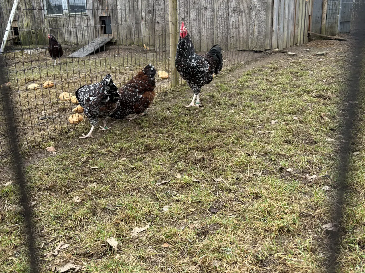 Billede 3 - 3 farvet sussex