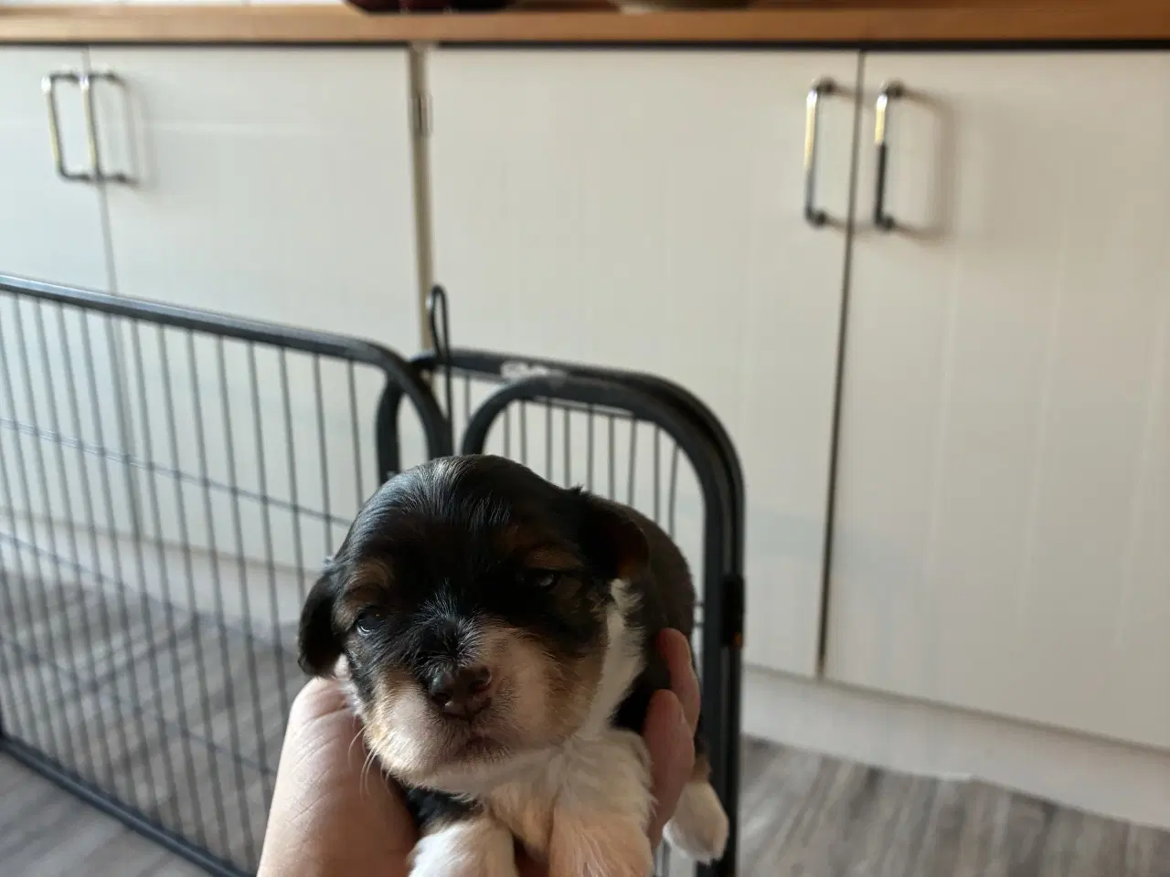 Billede 7 - Søde små Havaton hvalpe