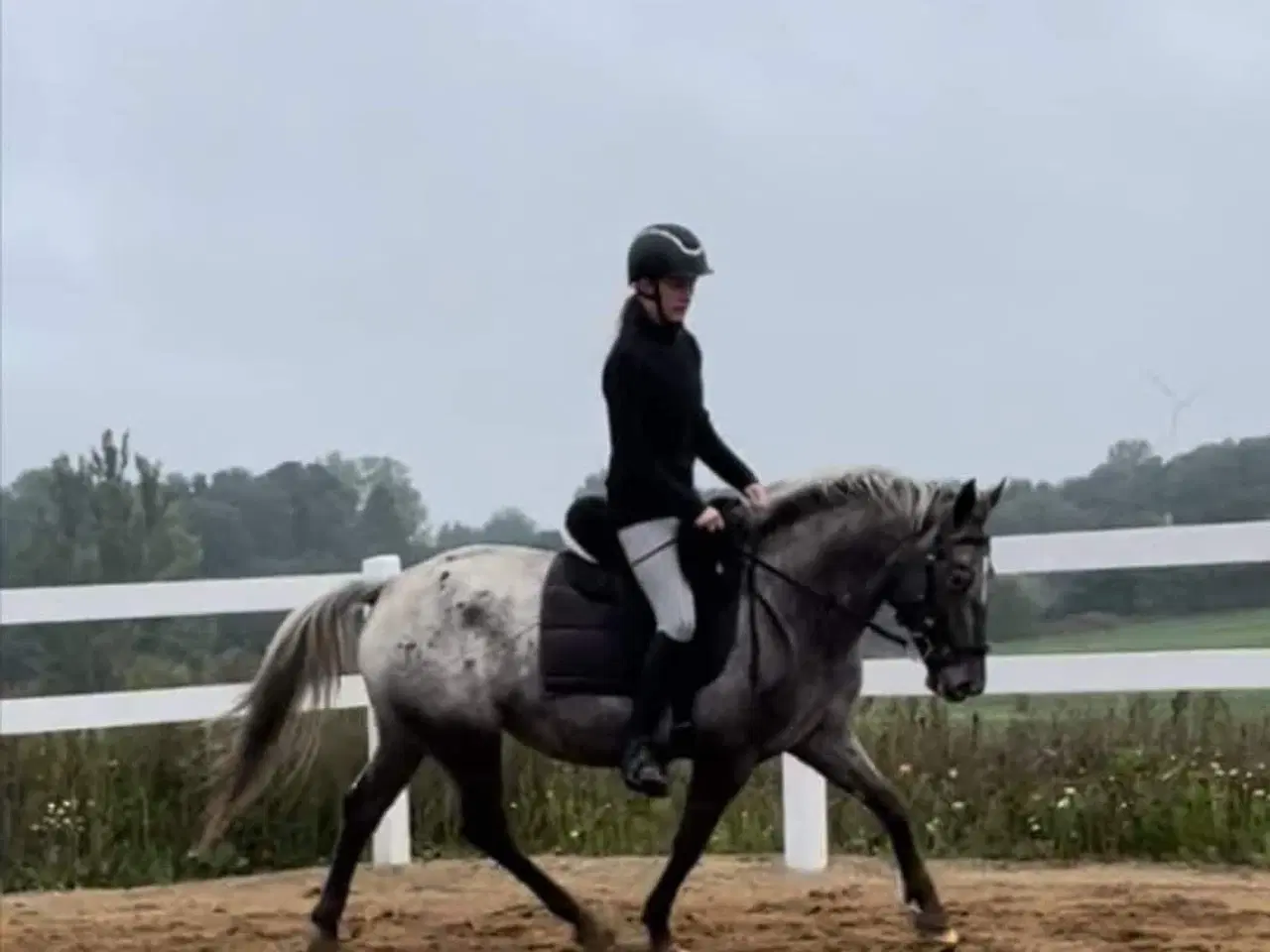 Billede 5 - F1 kåret knapstrupper kat 1 pony hoppe