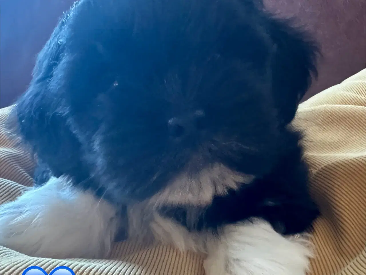 Billede 5 - Lhasa Apso hvalpe m/DKK