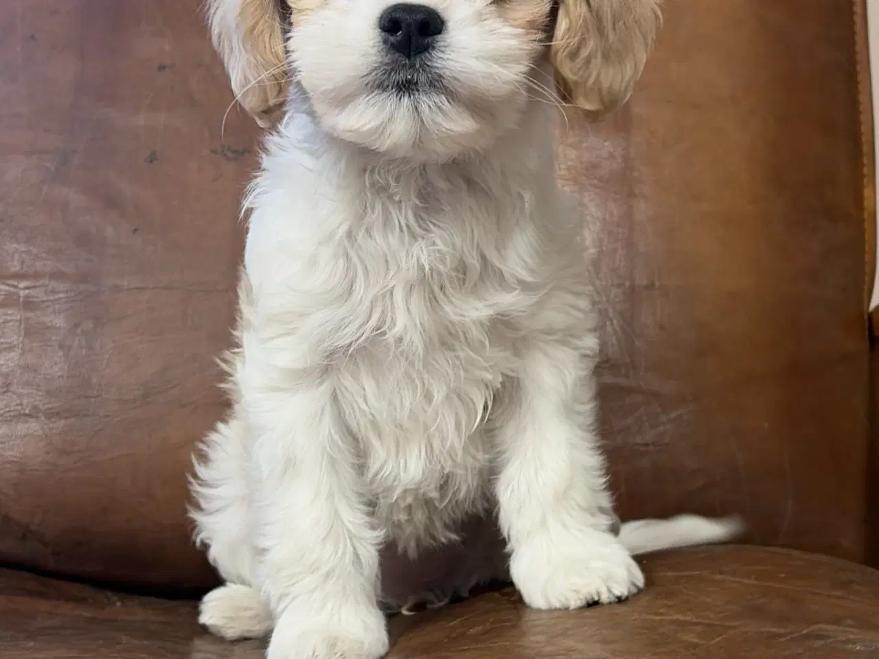 Billede 6 - Den smukkeste Mini Cavapoo pige 