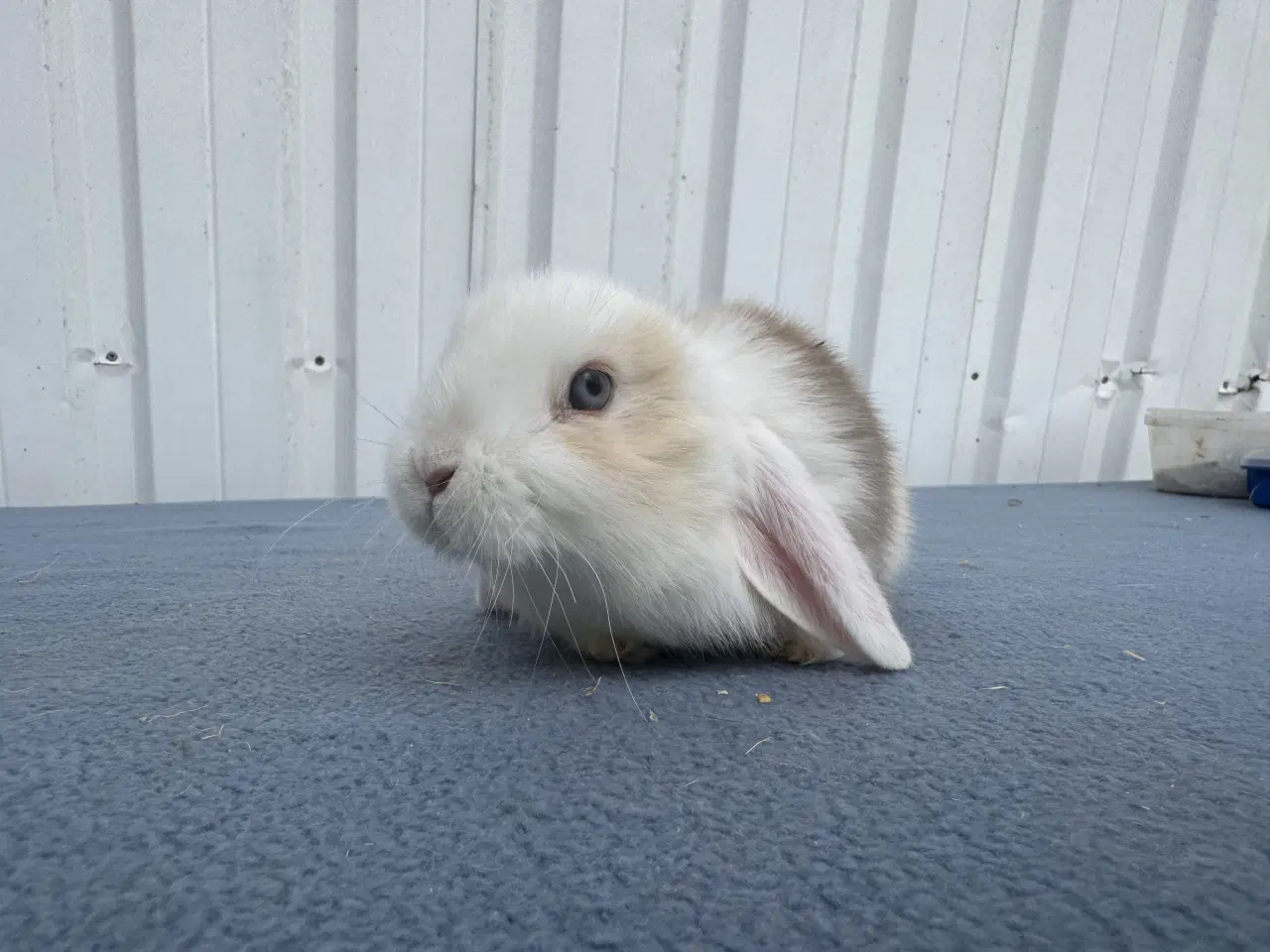 Billede 5 - Dværgvædder hunkanin