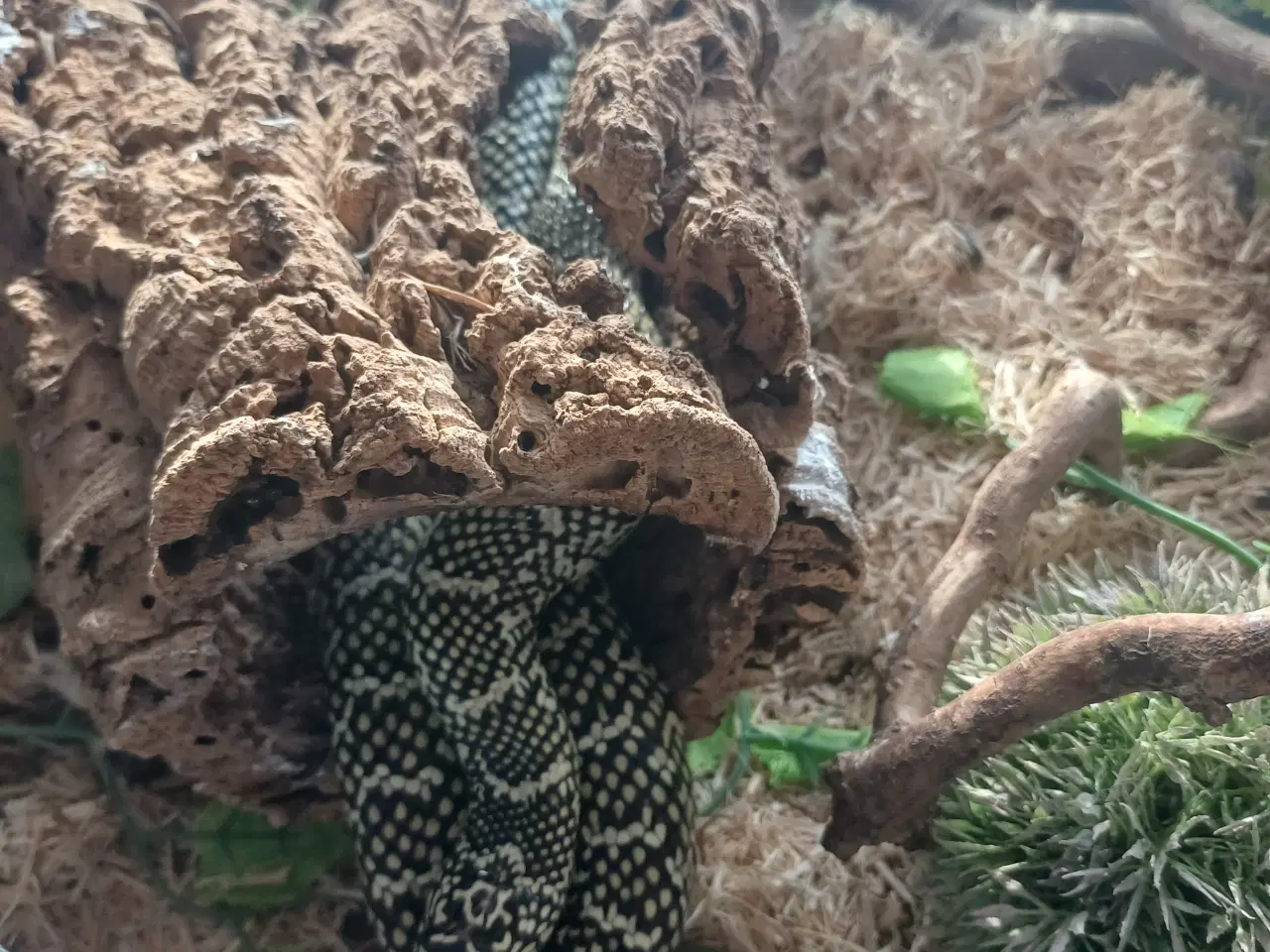 Billede 7 - Slanger sælges 