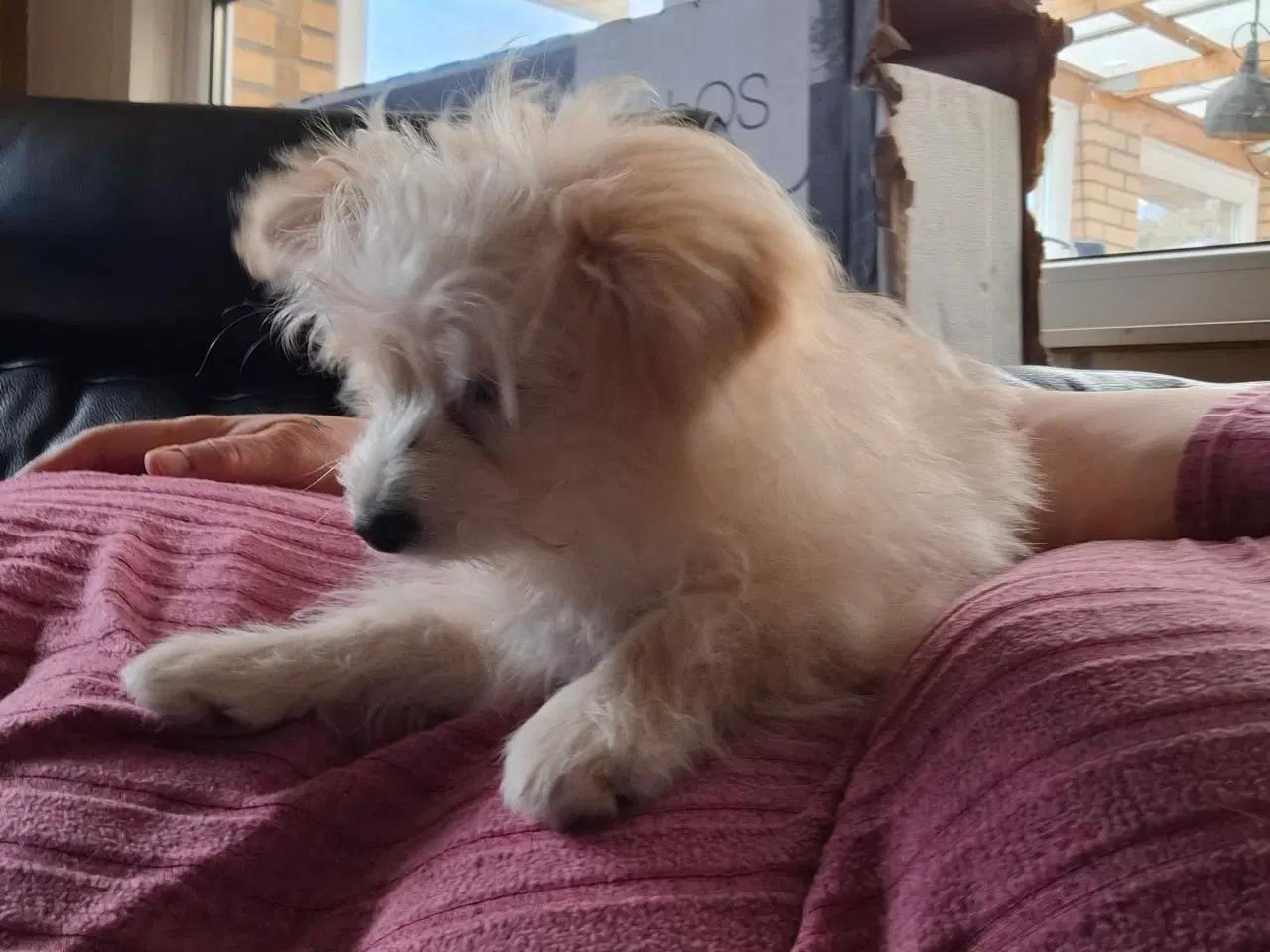 Billede 7 - Pompoo hvalpe 1 drenge klar nu