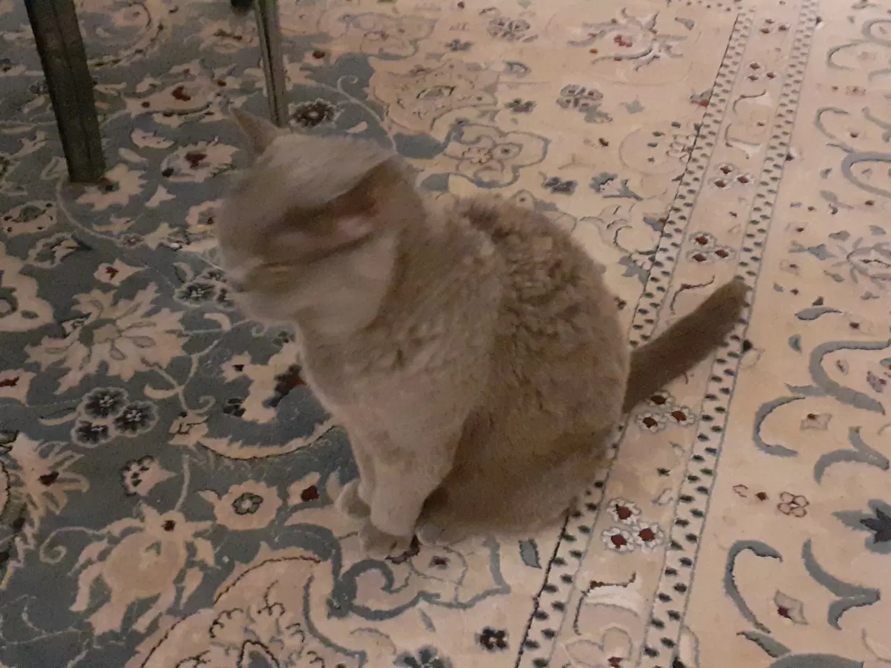 Billede 3 - Kat Sidse British Shorthair gratis