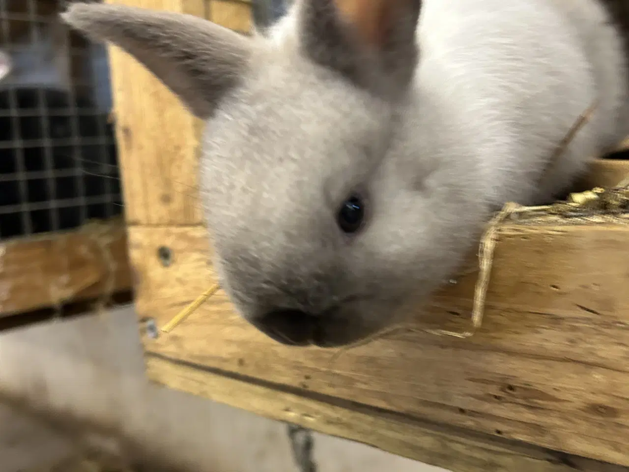 Billede 1 - Smuk zobel hermelin/rex han