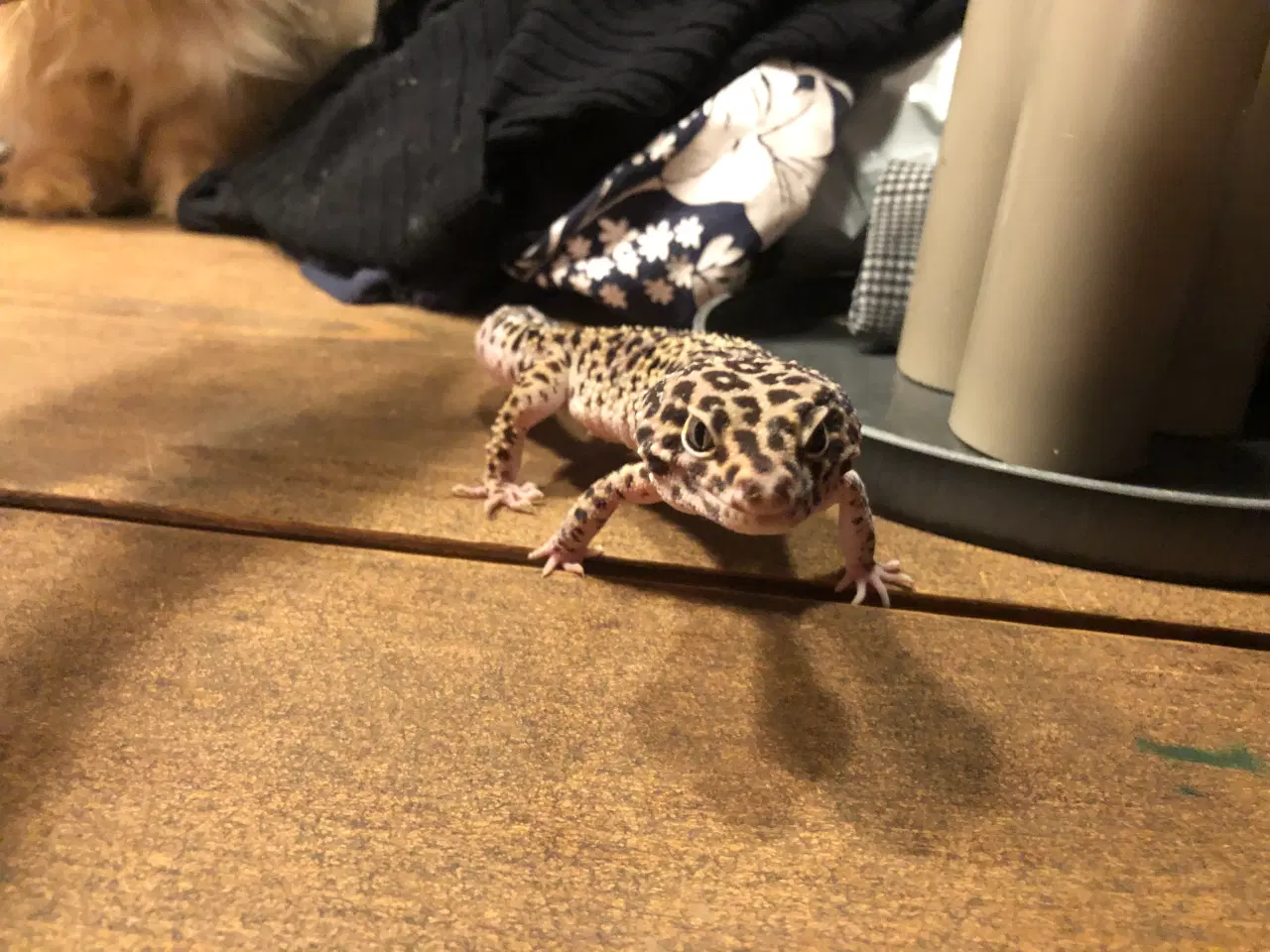 Billede 3 - Terrarie incl. 2 leopardgekkoer