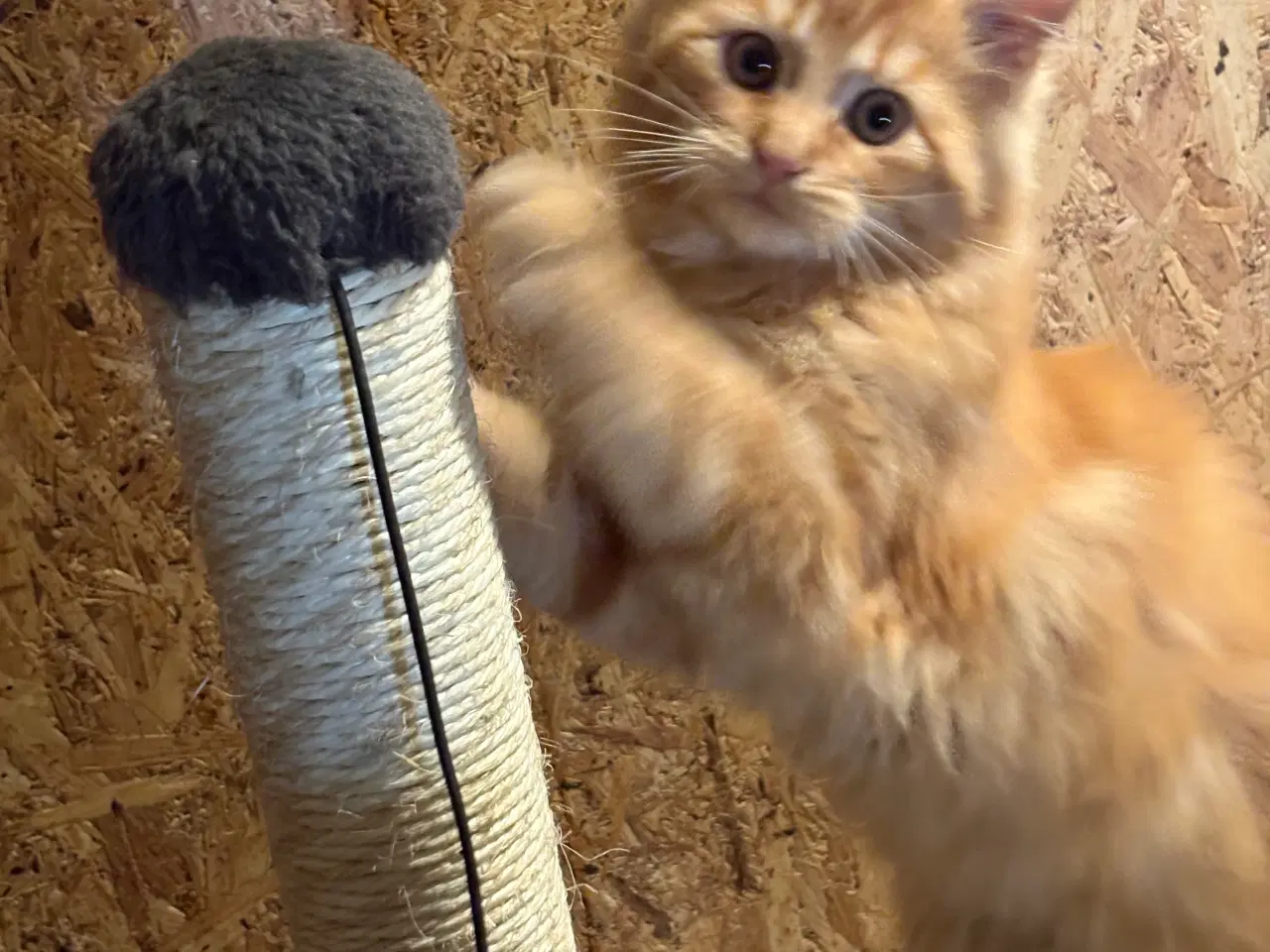 Billede 5 - Dejlige smukke og flotte