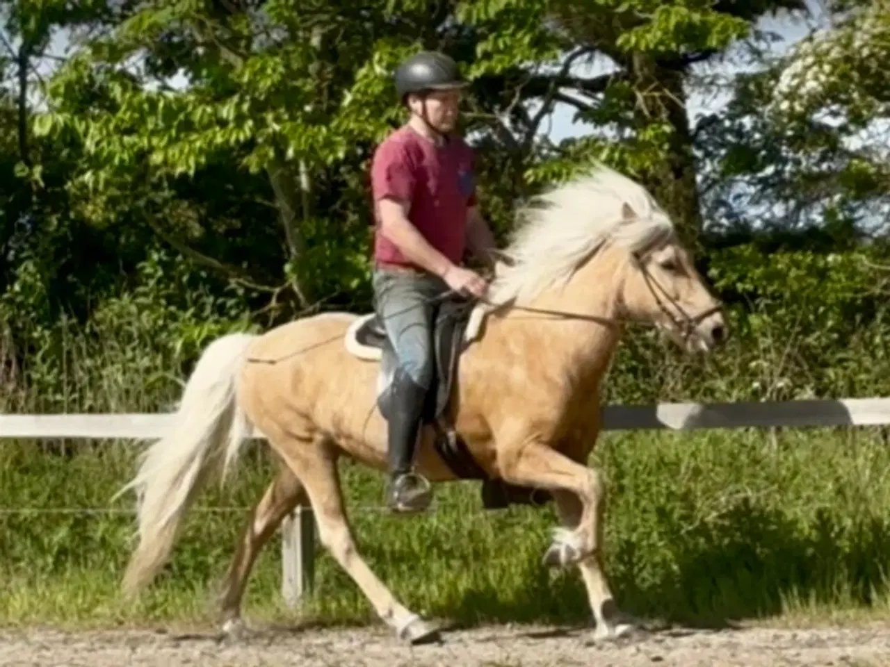 Billede 6 - Smuk palomino islænder 