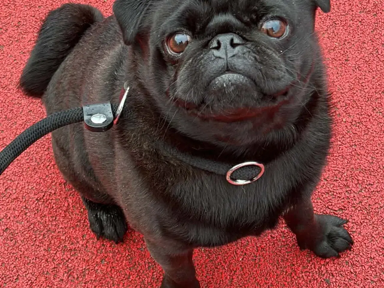 Billede 1 - Super sød mops