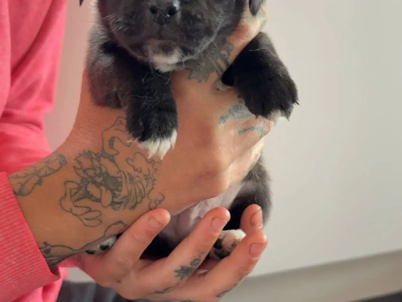 Billede 2 - Jack russel terry og mops hvalpe 