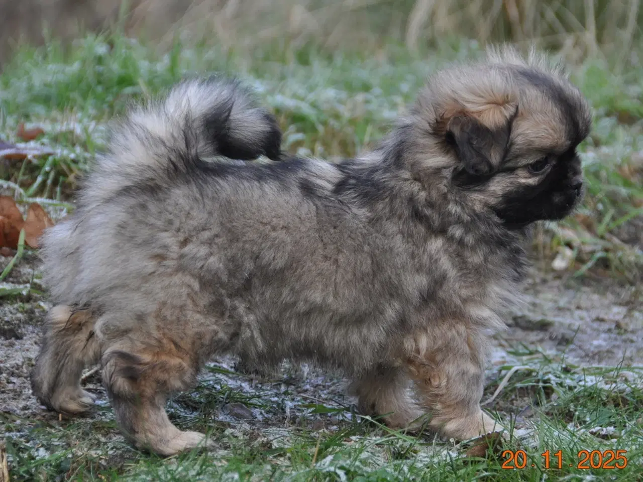 Billede 5 - Tibbe-hvalp, 9 uger