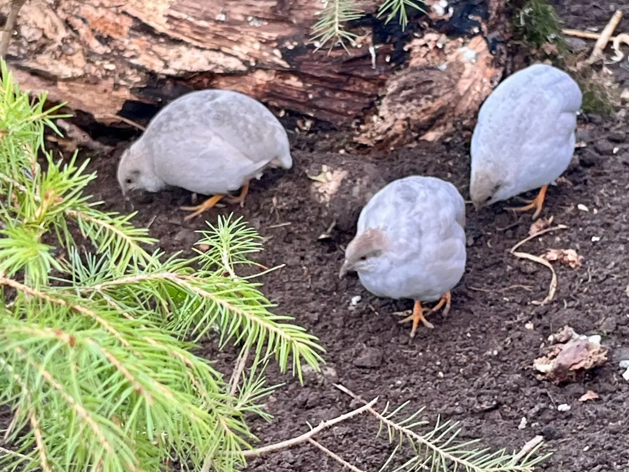 Billede 5 - Kinesiske dværgvagtler