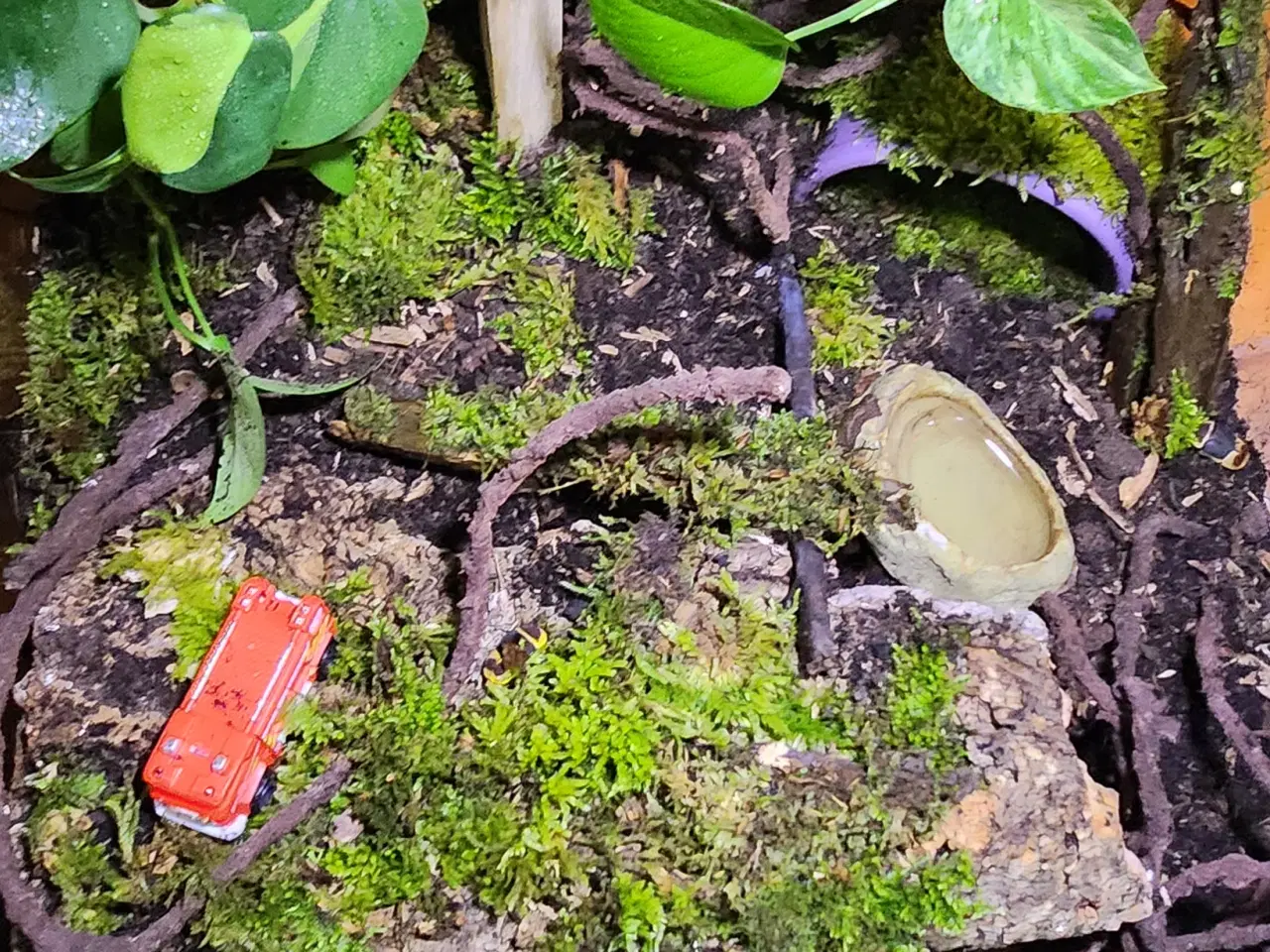 Billede 6 - Omplet Terrariet  Gargoyel gekko  