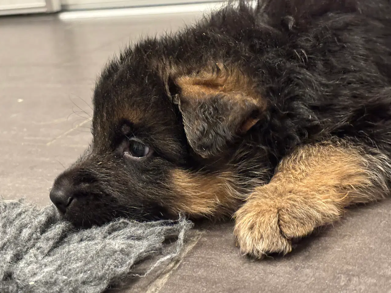 Billede 3 - Schæferhvalpe med stamtavle