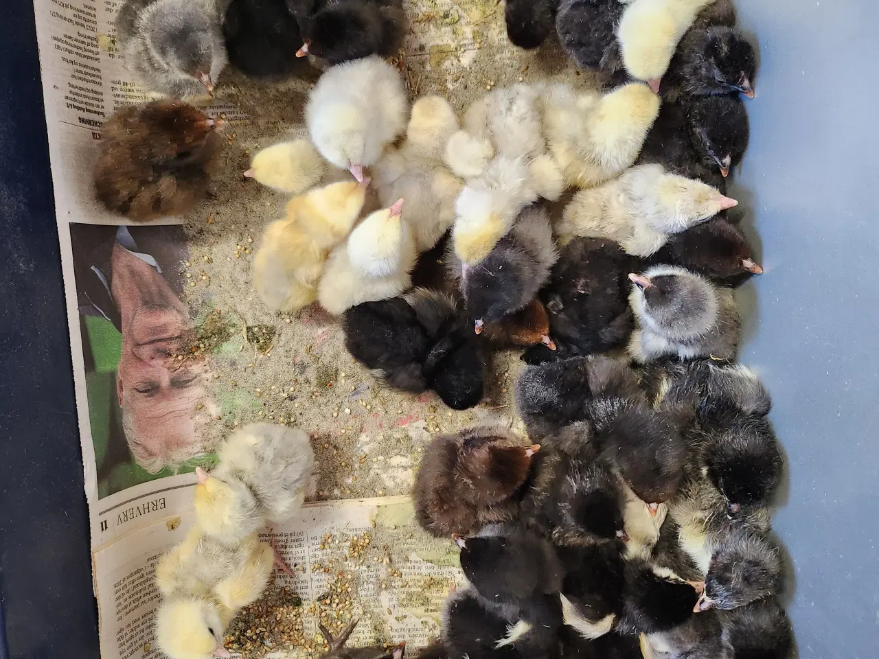 Billede 1 - Daggamle orpington kyllinger