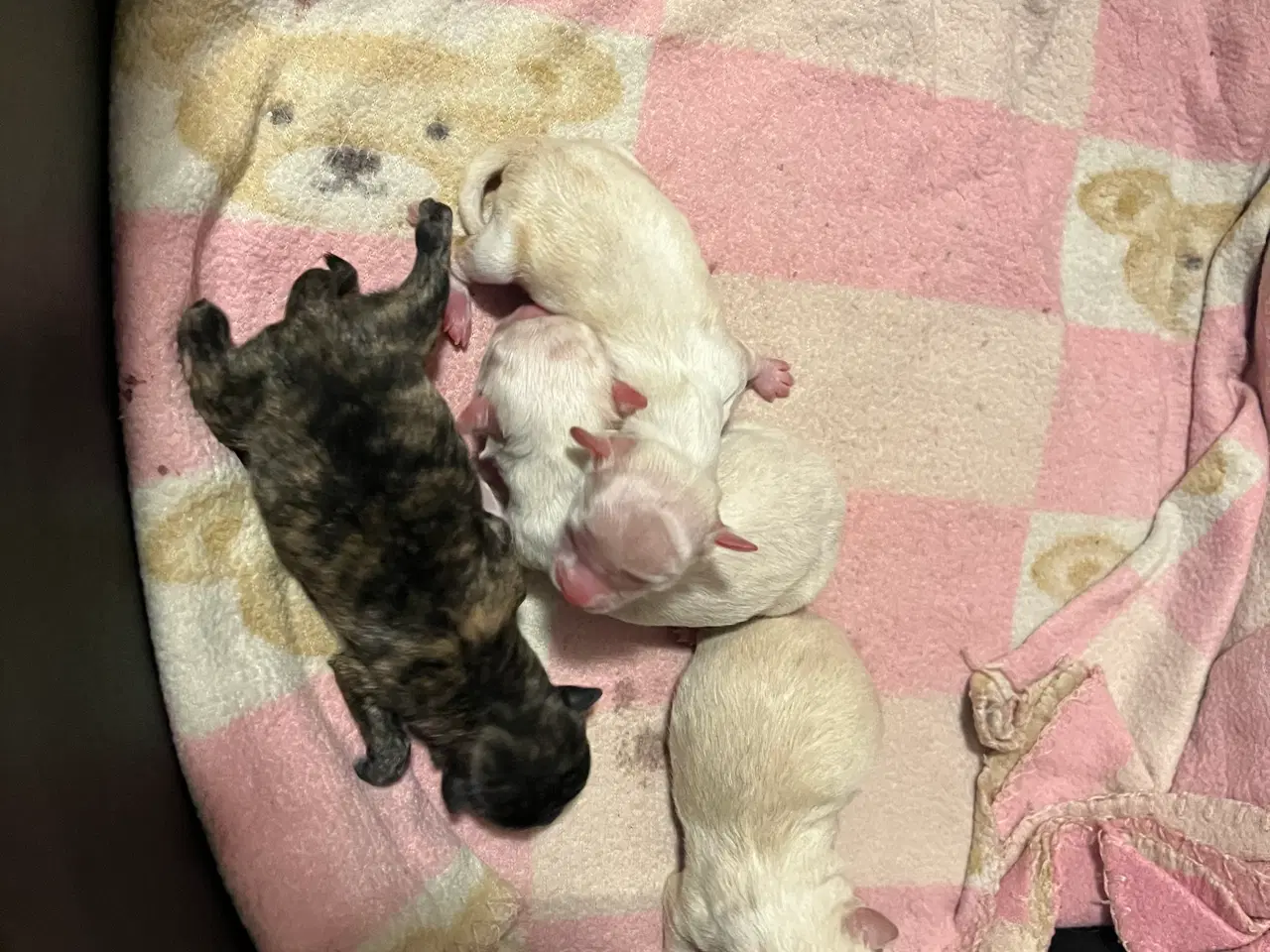 Billede 2 - Kun 3 skønne hanner tilbage nu!