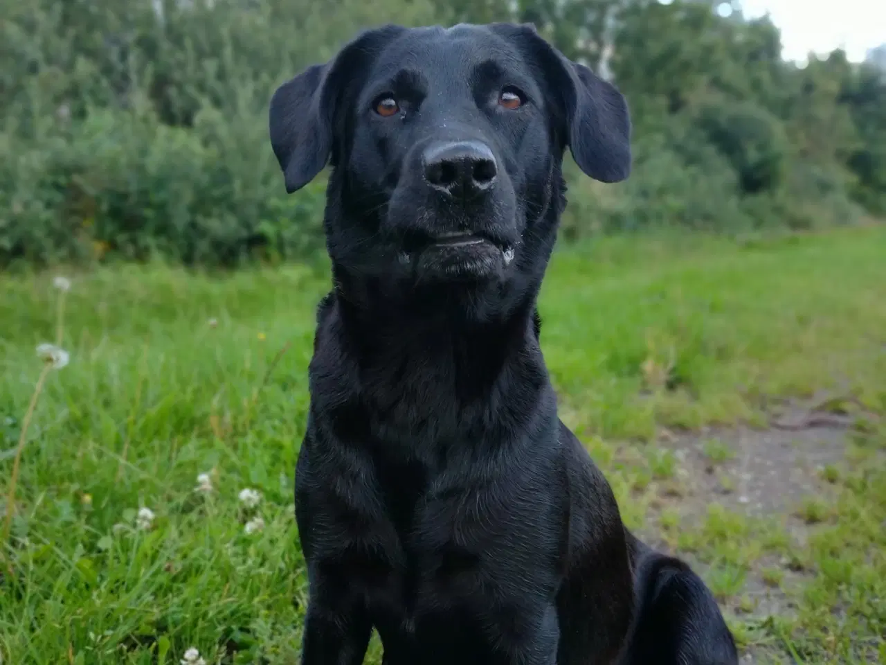 Billede 9 - SOLGT! Han F1 labrador hvalp
