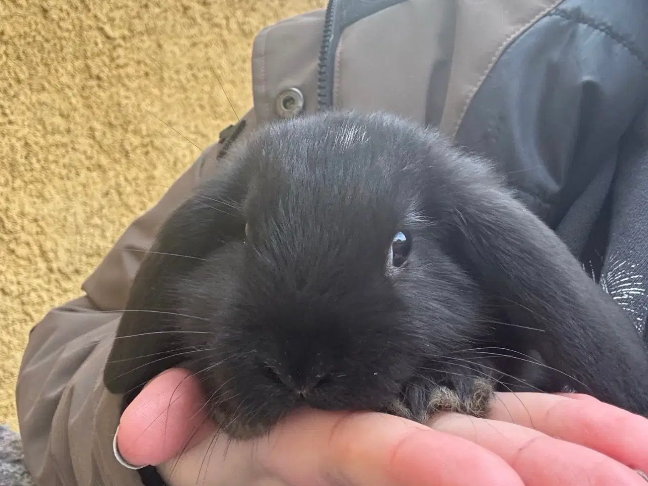 Billede 12 - Han Dværgvædder unge sælges 