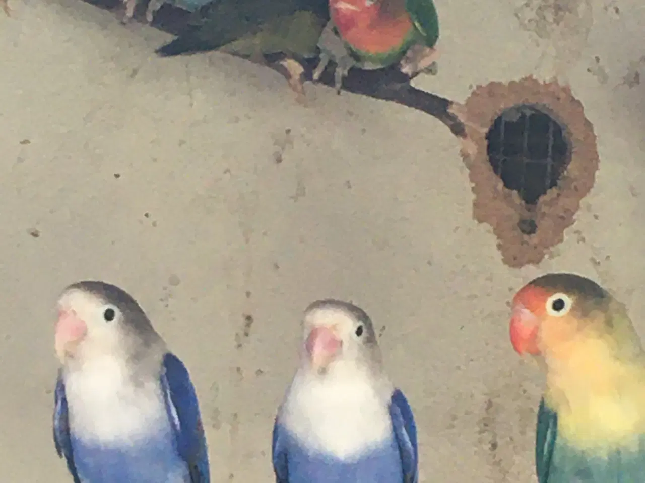 Billede 3 - Dværgpapegøjer