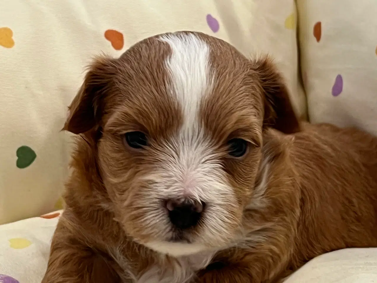 Billede 7 - 🧡Smukke & Søde Bichon Havanais 🧡