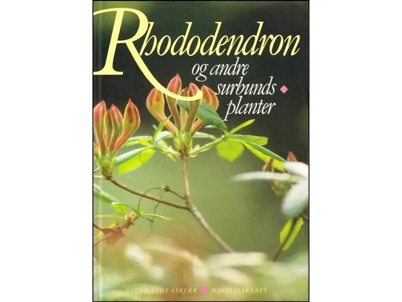 Billede 1 - Rhododendron og andre Surbundsplanter