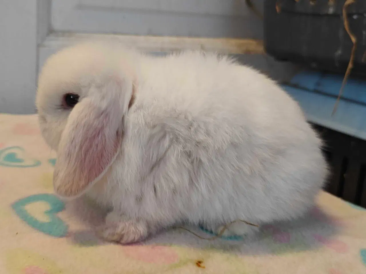 Billede 15 - Minilop