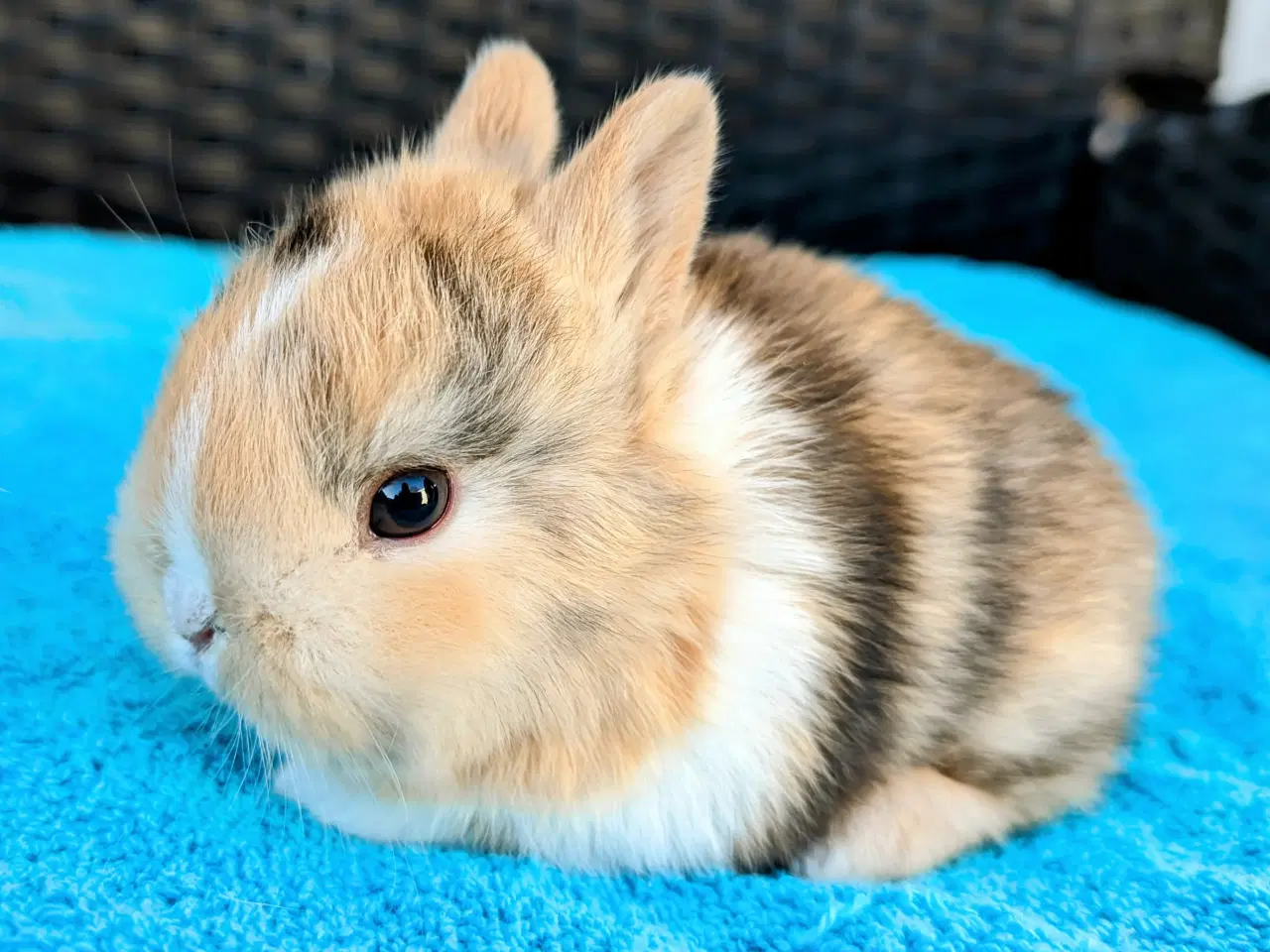 Billede 1 - Hermelin kaninunge sælges 