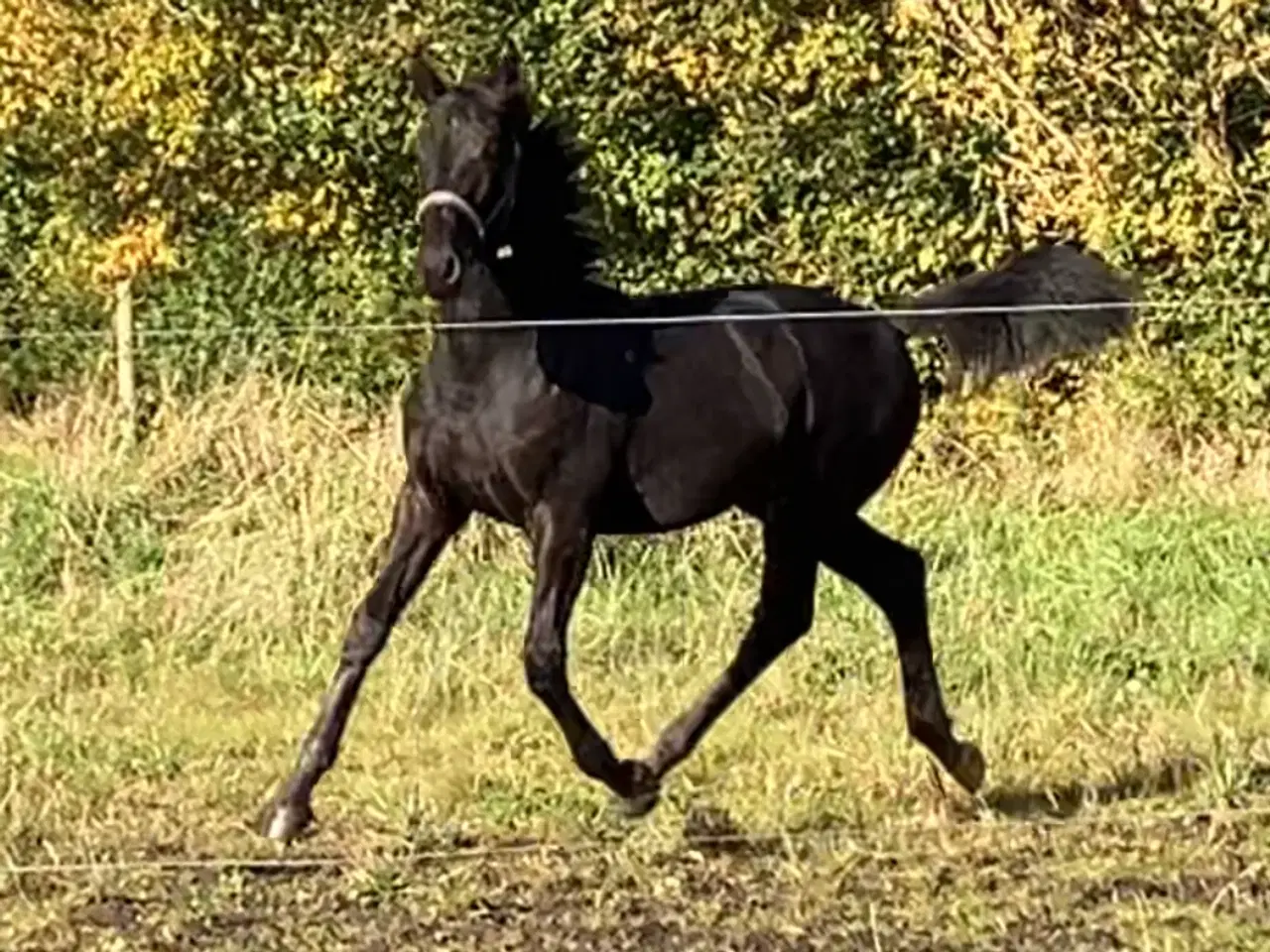 Billede 1 - Barockpinto hingsteføl