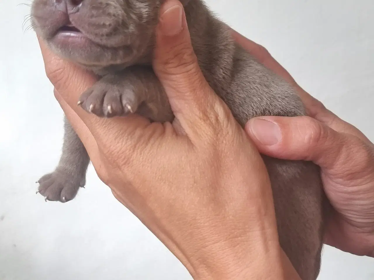Billede 11 - Old english bulldog blandinger. 