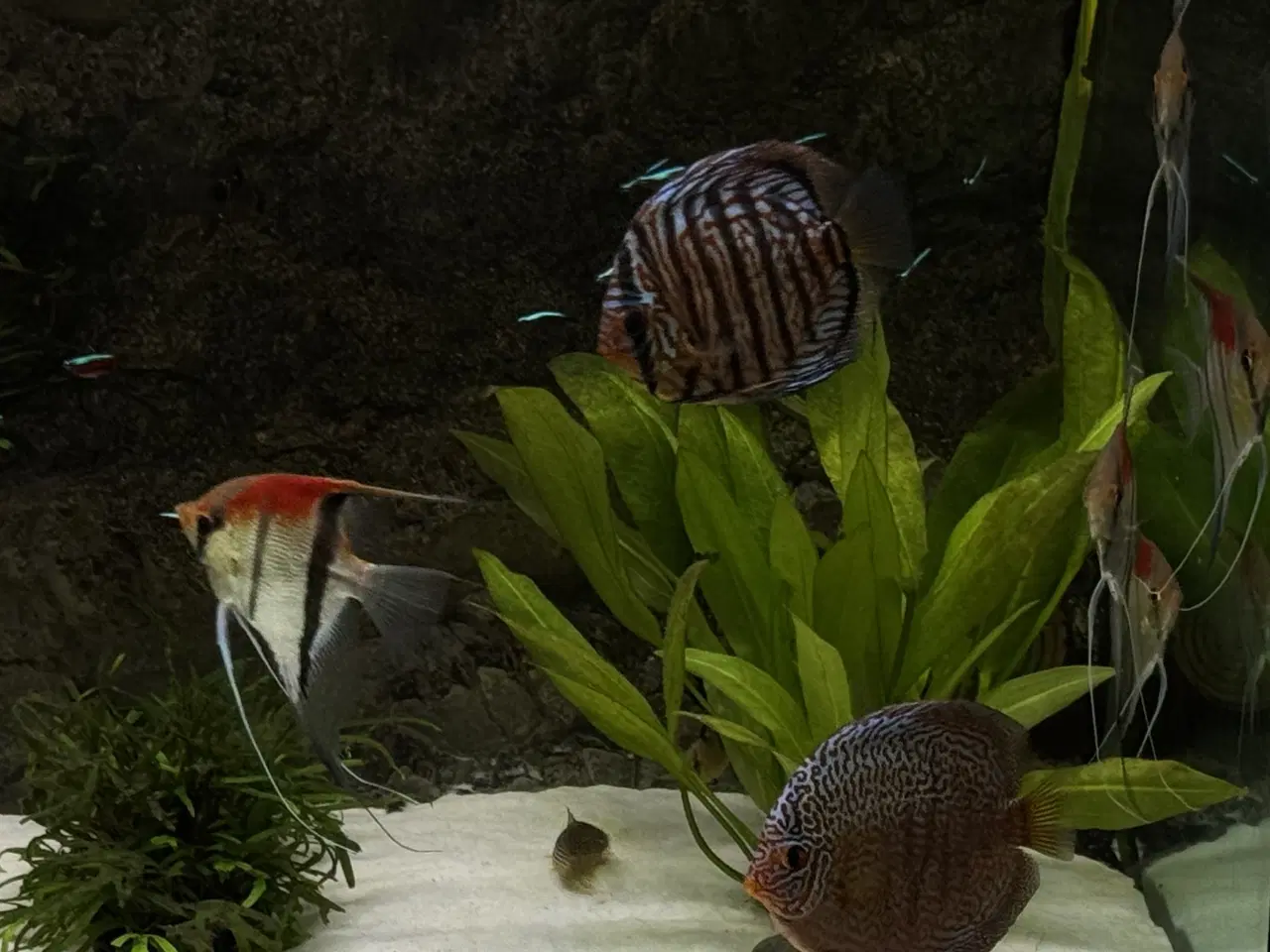 Billede 7 - Discus & Scalare sælges 