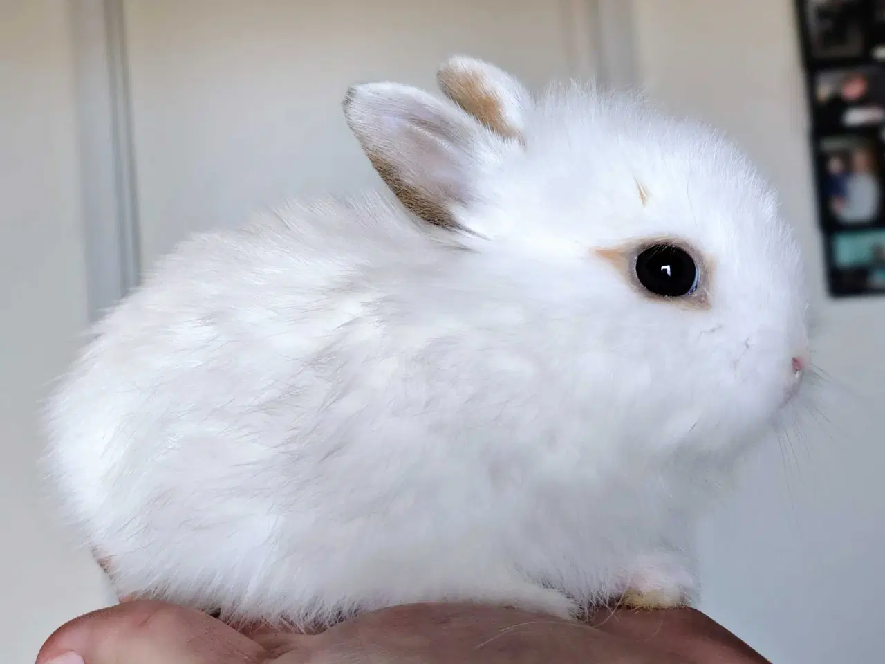 Billede 5 - 5 Stk. 100 % Indendøres Fri-Kaniner 🐰