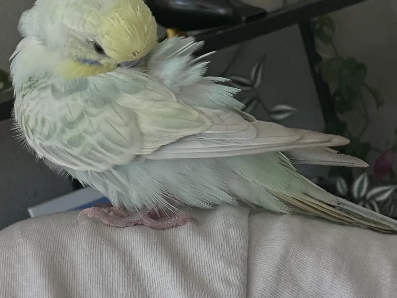 Billede 1 - SØGER 100% tam undulatven💗